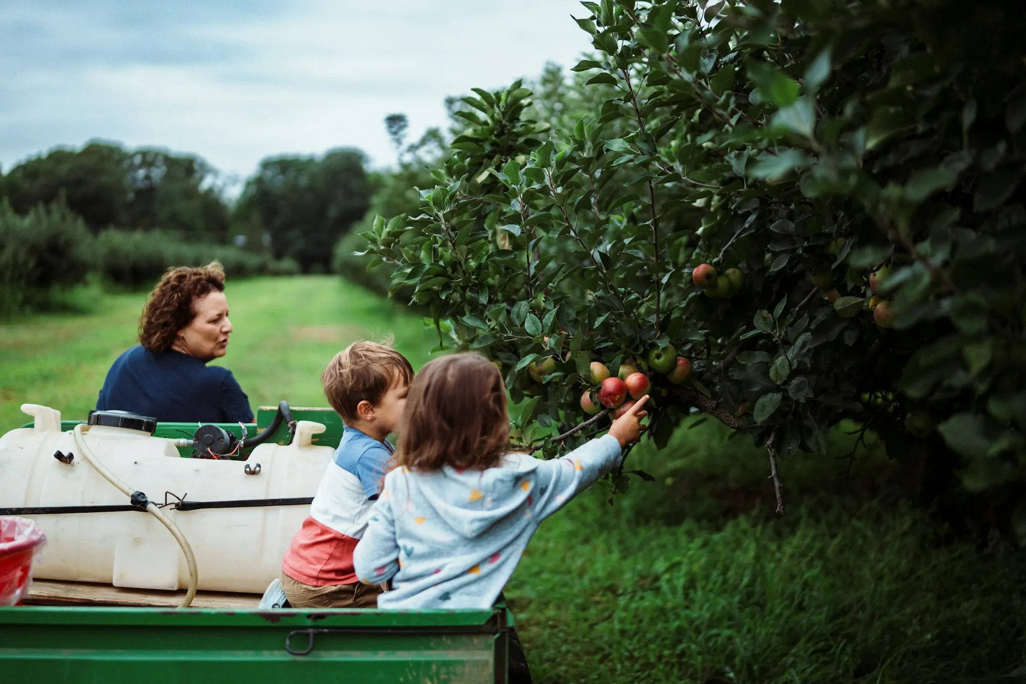 Seasonal worker picking fruit in an orchard